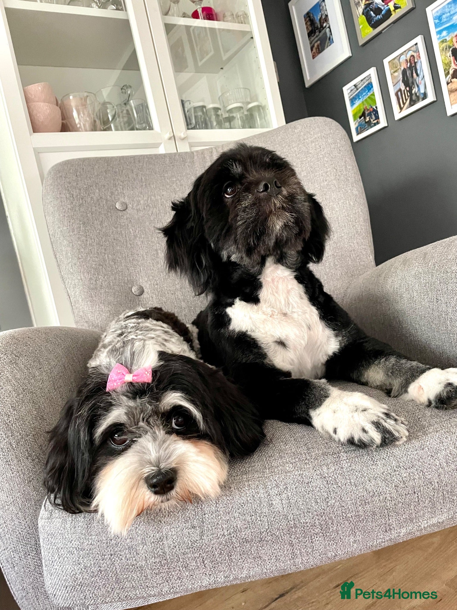 Mixed Breed dogs Gorgeous Malshi puppies - Advert 1