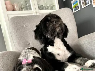 Mixed Breed dogs Gorgeous Malshi puppies - Advert 3