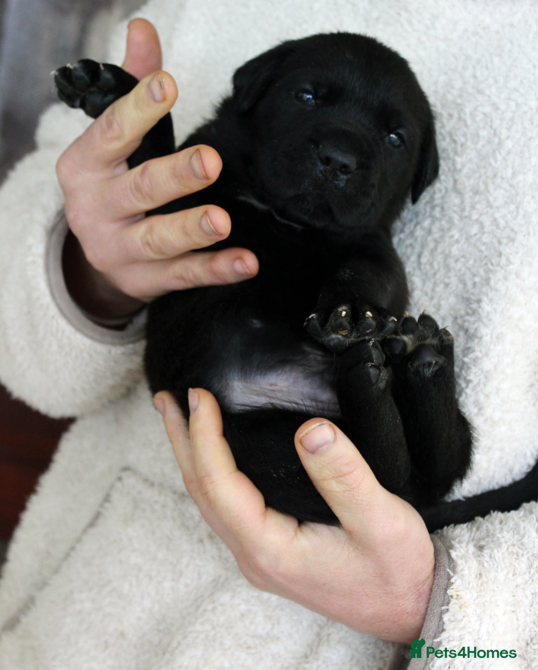 Cane Corso dogs for sale: Cane Corso Puppies from Exceptional Bloodlines, - Advert 20