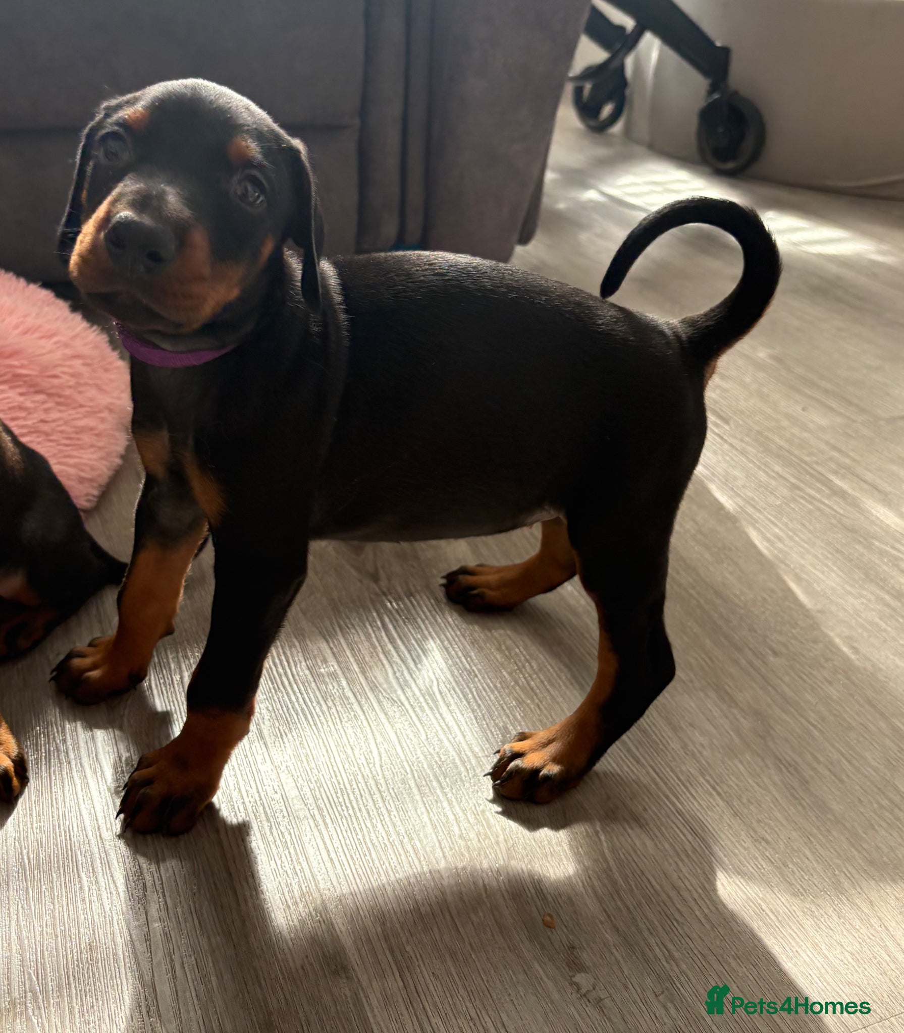Dobermann dogs Kc reg Health tested parents Black and Tan girls  - Advert 7
