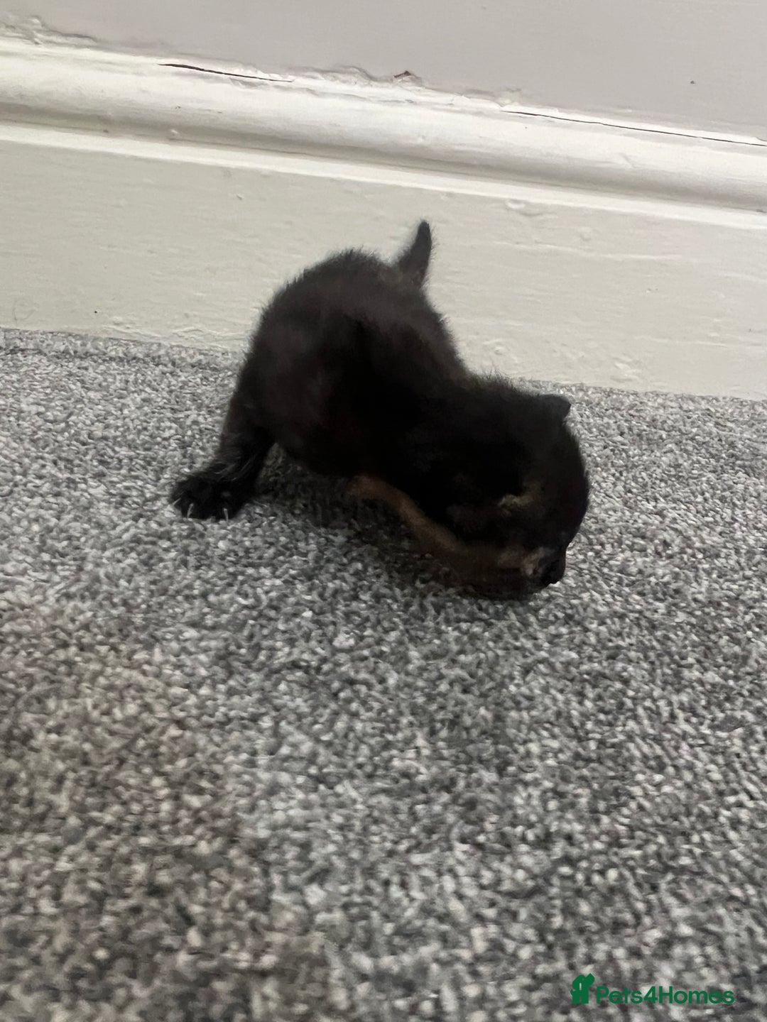 Mixed Breed cats for sale: Gorgeous kittens for sale - Image 8