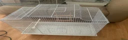 Budgerigars birds for sale: Budgies and canaries  in Hoddesdon - Advert 6