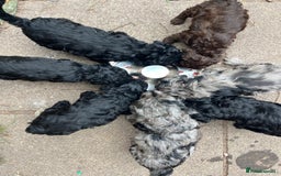 Cockapoo dogs for sale: ❤️silky show type cockapoos❤️ - Image 2