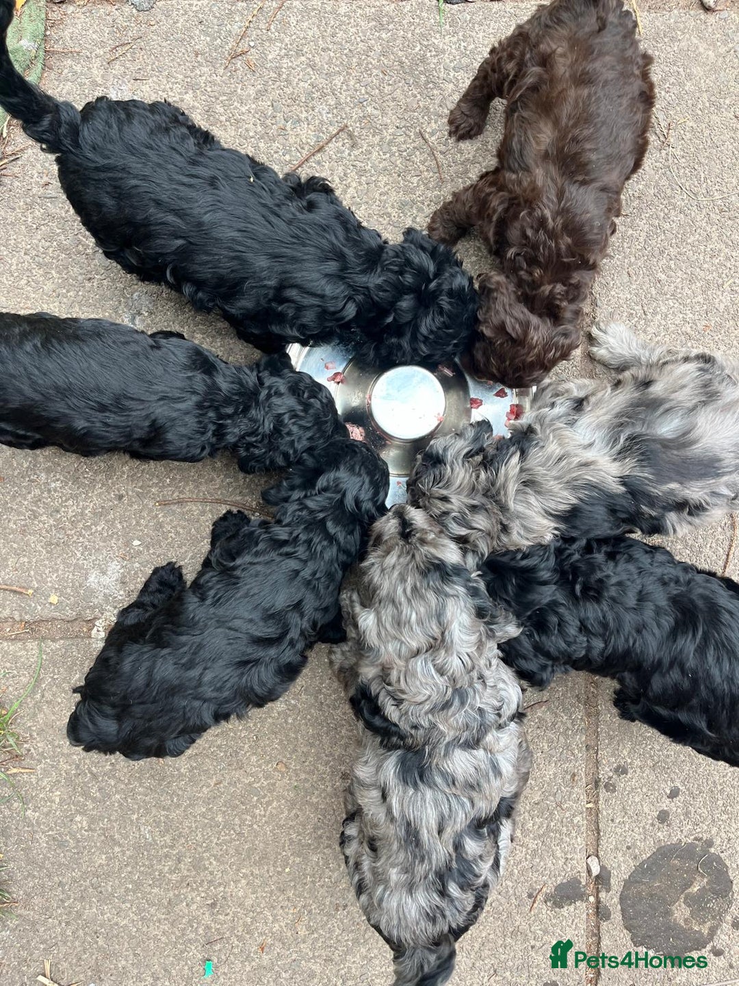 Cockapoo dogs for sale: ❤️silky show type cockapoos❤️ - Image 2