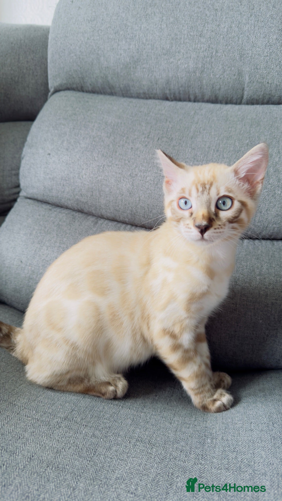 Bengal cats Snow White Bengal Male kitten Available.   - Advert 10