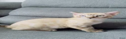 Bengal cats for sale: Snow White Bengal Male kitten Available.   - Advert 1