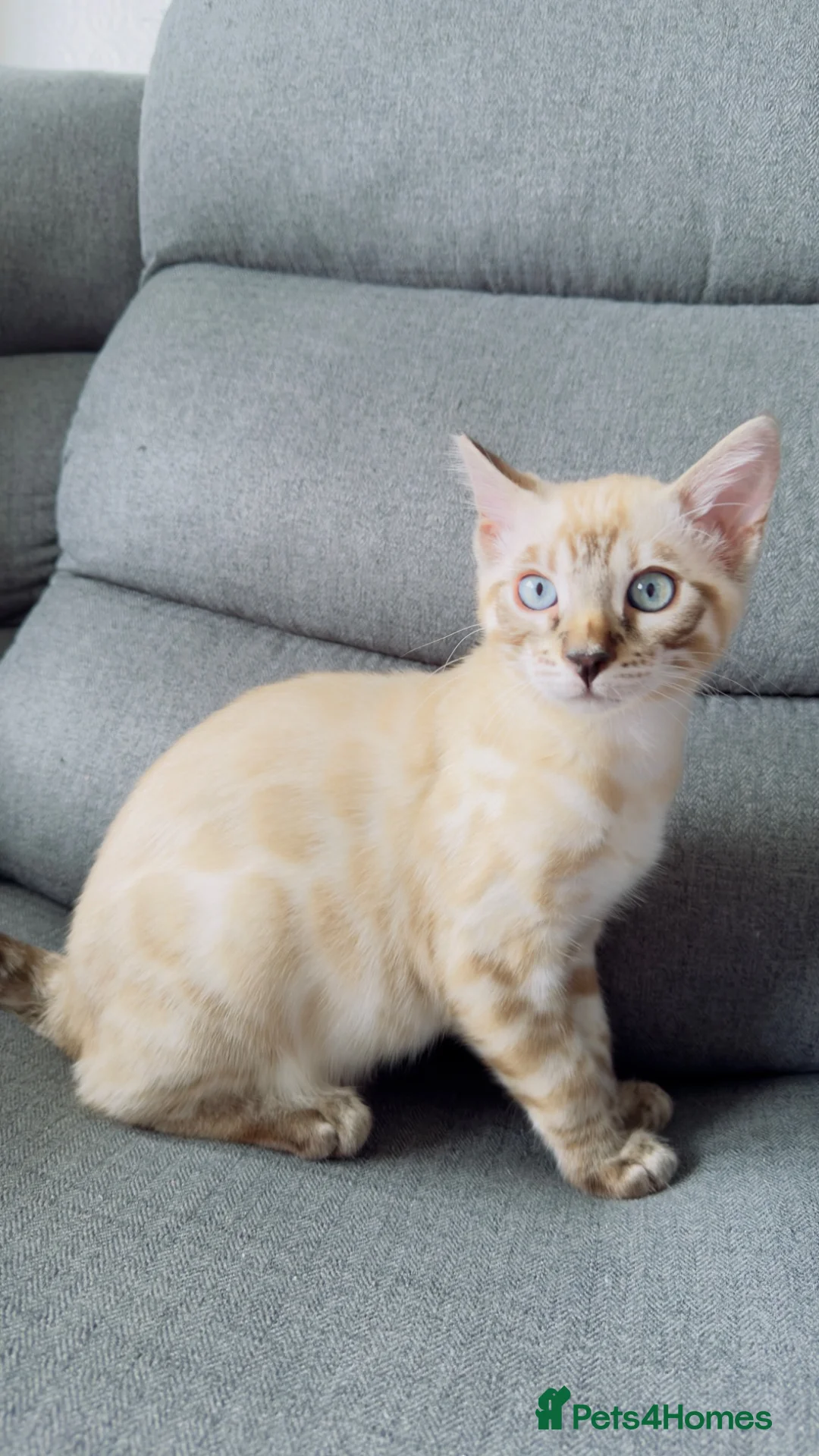 Bengal cats for sale: Snow White Bengal Male kitten Available.   - Advert 1