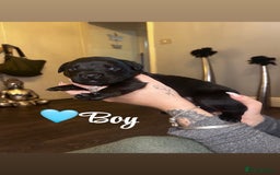 Rottweiler dogs for sale: Stunning Rottweiler puppies ✨ - Image 18