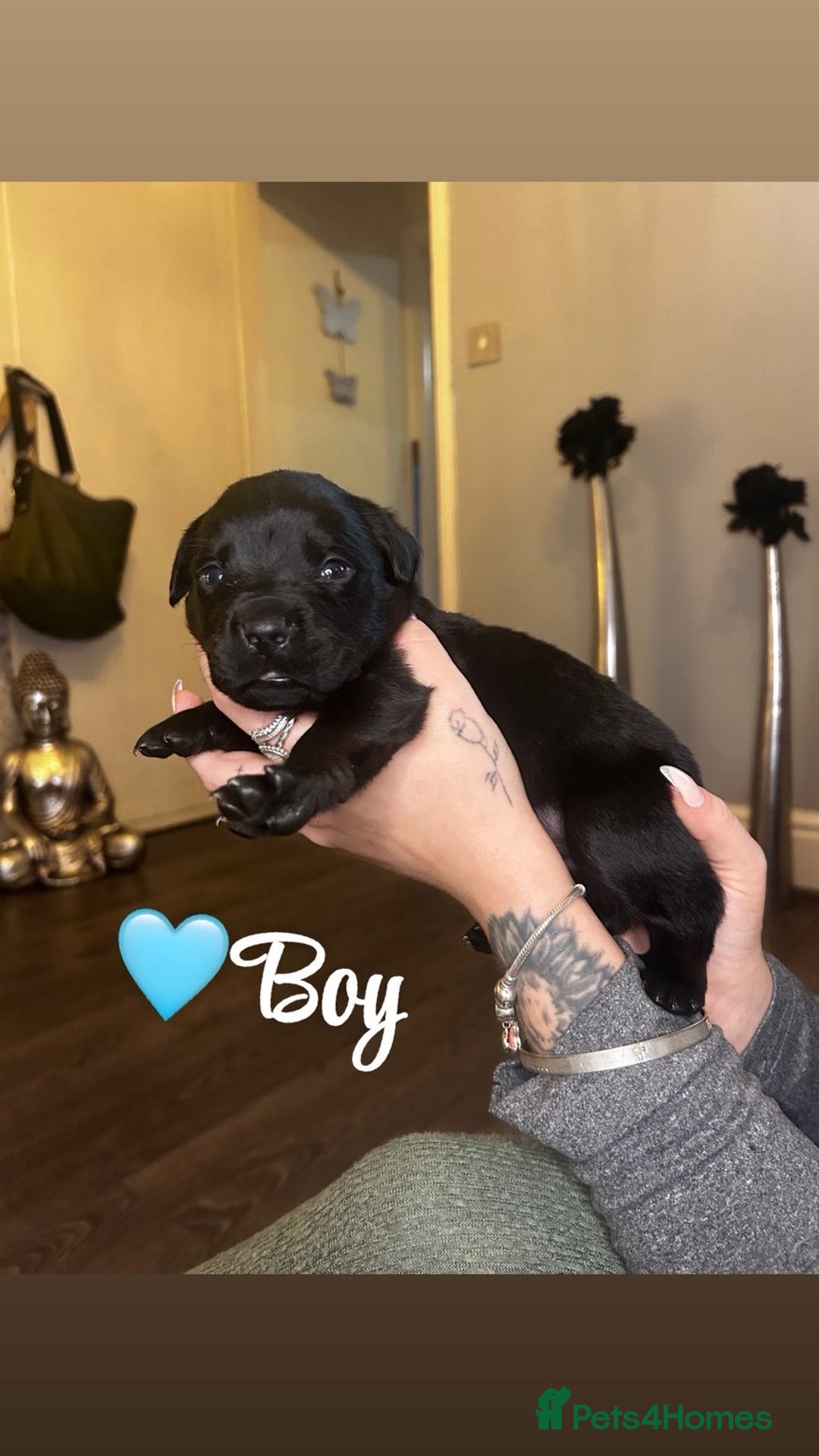 Rottweiler dogs for sale: Stunning Rottweiler puppies ✨ - Image 18