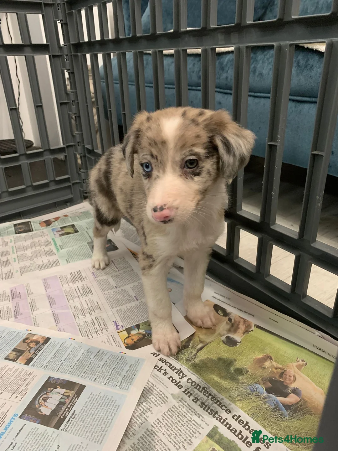 Mixed Breed dogs for sale: Old style Lurcher puppies - Advert 12