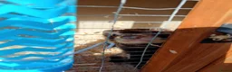 Ferret rodents for sale:  Point mitt Ferret bite trained 3 month old - Advert 3