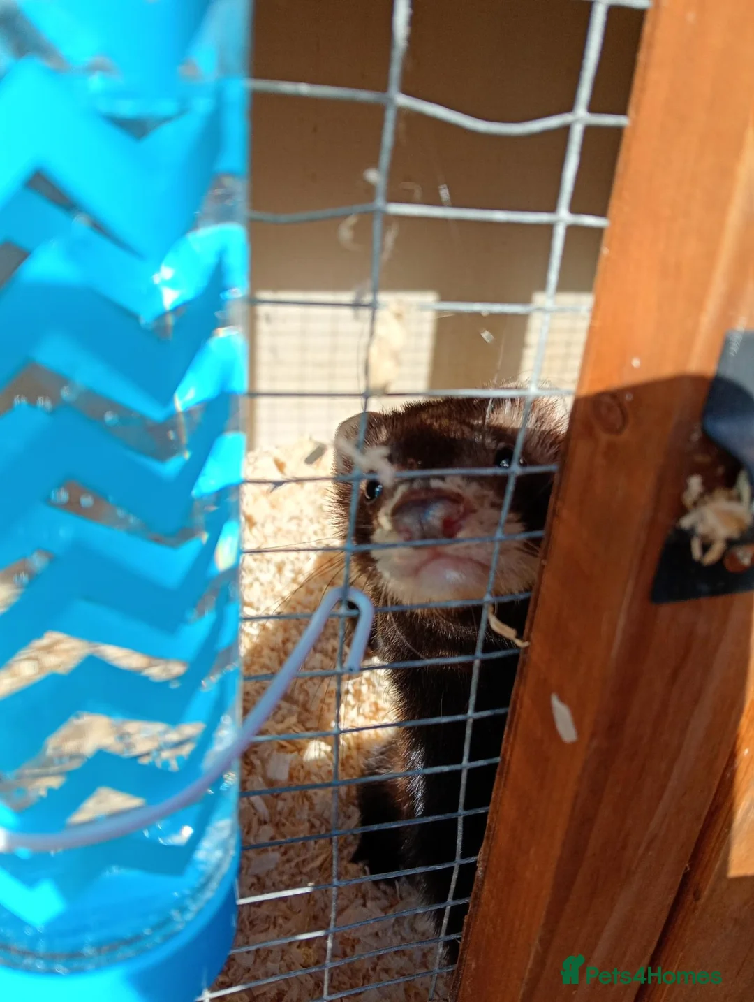 Ferret rodents for sale:  Point mitt Ferret bite trained 3 month old - Advert 3