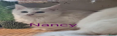 Nancy
