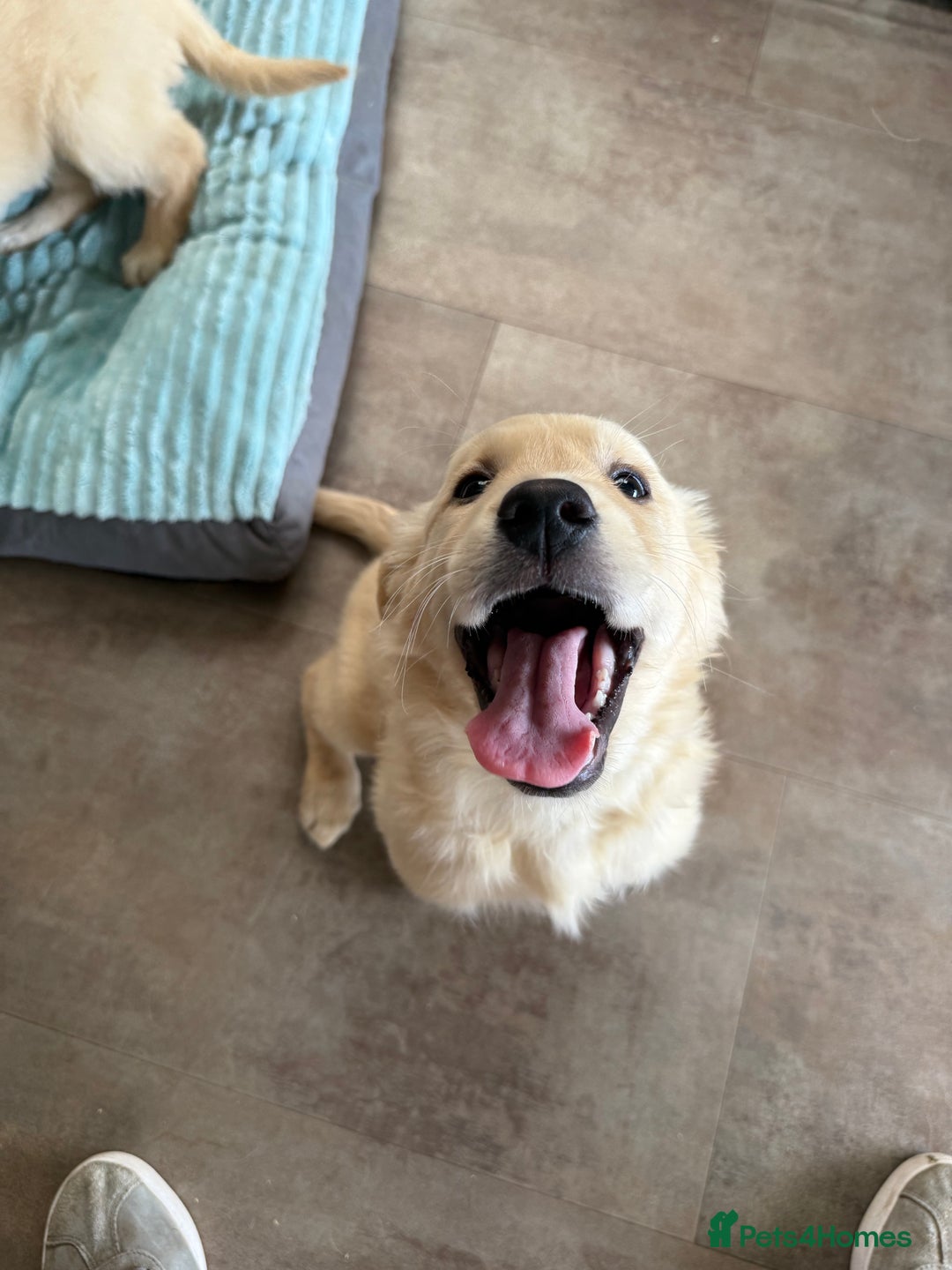 Golden Retriever dogs for sale: KC registered/Health tested Golden Retrievers  - Image 10