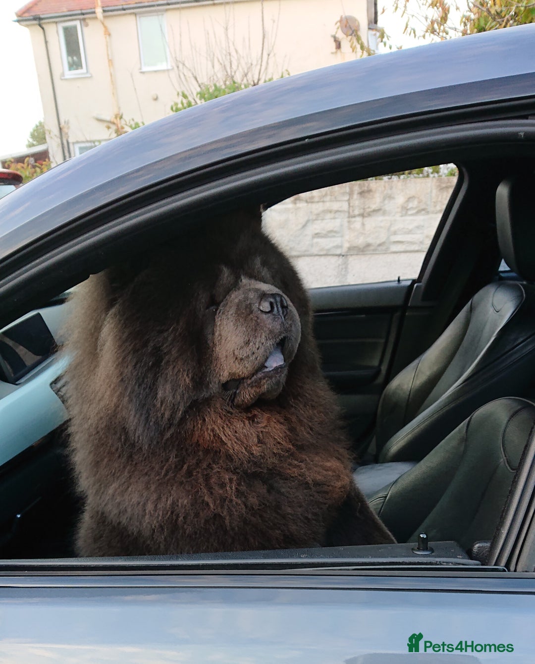 Chow Chow dogs for stud: 💙 Blue Kc chow chow Stud🔥💙🔥 - Advert 5