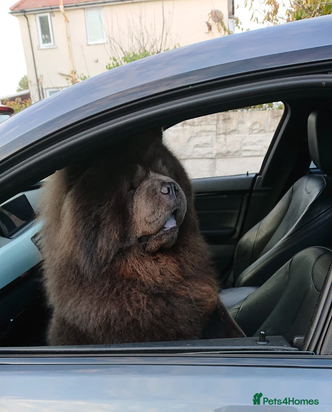 Chow Chow dogs for stud: 💙 Blue Kc chow chow Stud🔥💙🔥 - Advert 5