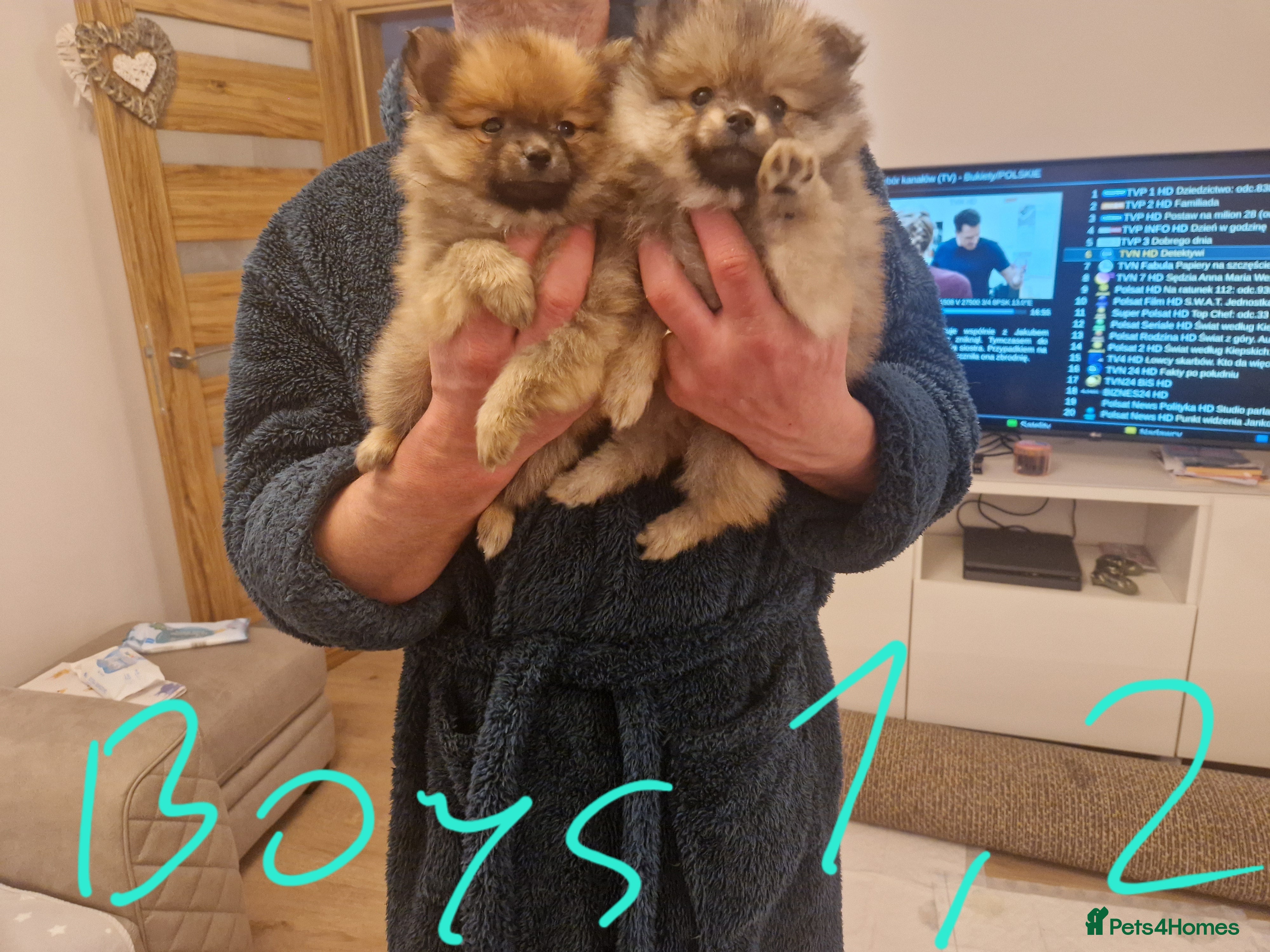 Pomeranian dogs Puppy pomeranian - Advert 4