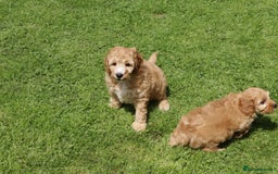 Cockapoo dogs for sale: Beautiful Cockapoo puppies for sale - Image 5
