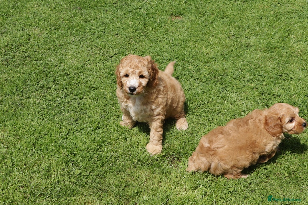 Cockapoo dogs for sale: Beautiful Cockapoo puppies for sale - Image 5