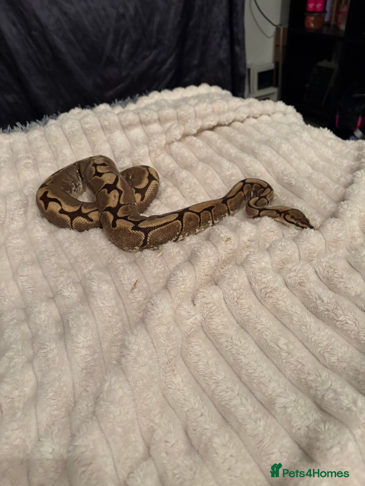 Python Snake reptiles 2 year old royal python with setup  - Advert 9