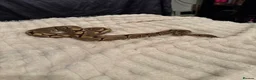 Python Snake reptiles for sale: 2 year old royal python with setup  in Bedworth - Advert 1