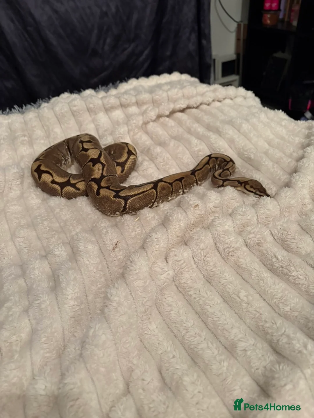Python Snake reptiles for sale: 2 year old royal python with setup  in Bedworth - Advert 1