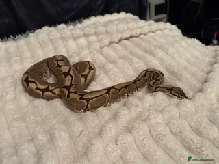 Python Snake reptiles 2 year old royal python with setup - Advert 9