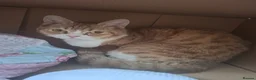 Selkirk Rex cats for sale: Selkirk Rex Girl - Advert 1