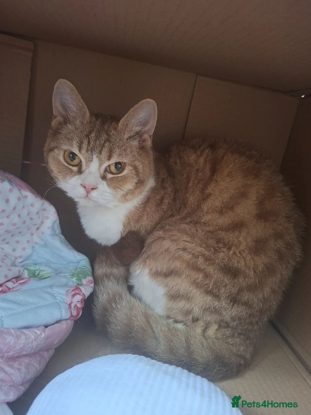 Selkirk Rex cats for sale: Selkirk Rex Girl - Advert 1