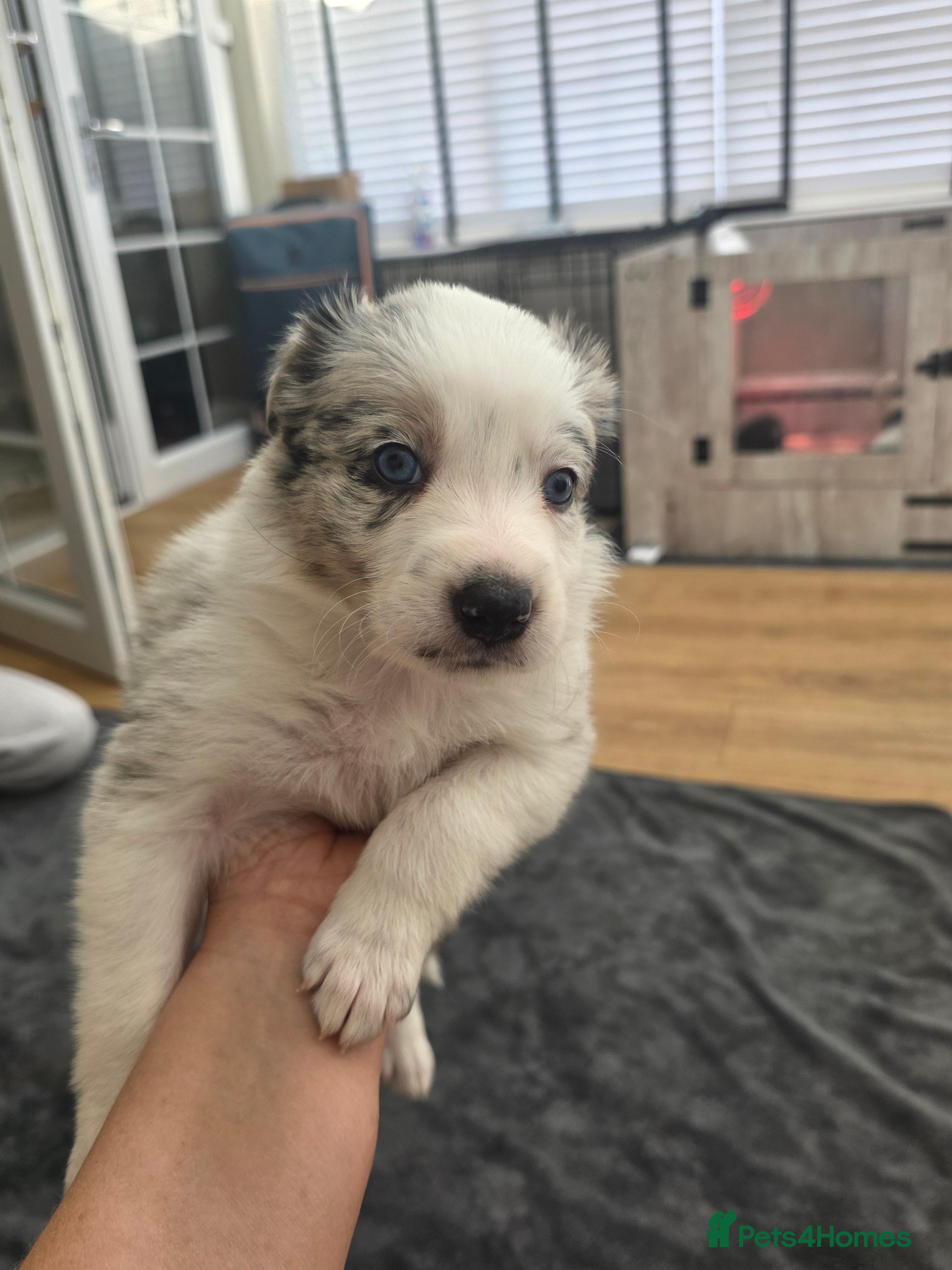 Border Collie dogs Border Collie Puppies  - Advert 2