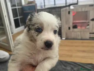 Border Collie dogs Border Collie Puppies - Advert 2