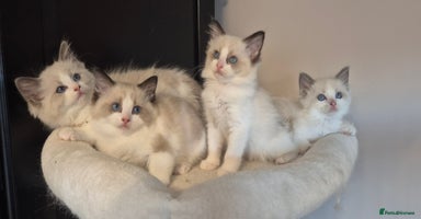 Ragdoll cats - Advert 13