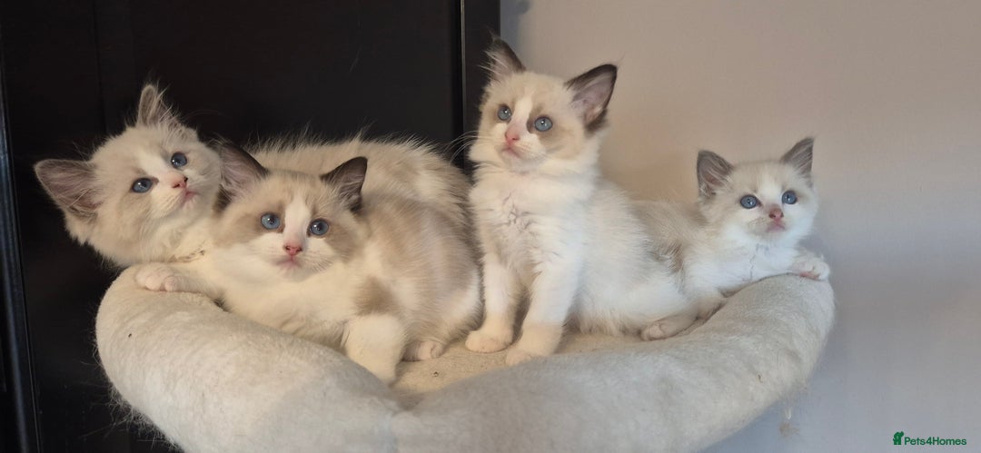 Ragdoll cats for sale: 4 Tica registered Kittens For Sale  - Image 2