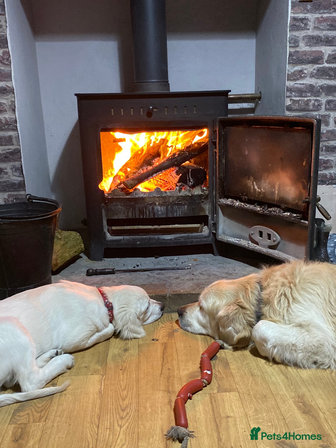 Golden Retriever dogs for sale: Beautiful and fluffy Golden Retriever puppies - Advert 28