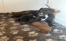 Mixed Breed dogs for sale: Frocks  - Image 6