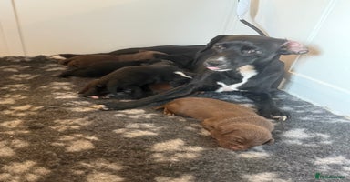 Mixed Breed dogs - Advert 6