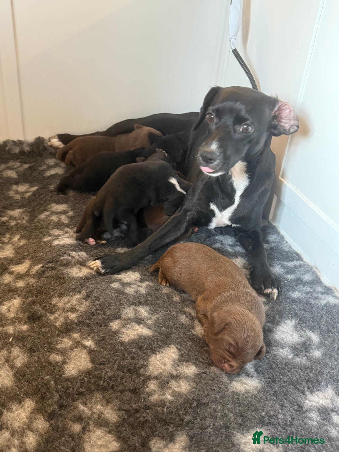 Mixed Breed dogs for sale: Frocks  - Image 6