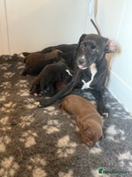 Mixed Breed dogs - Advert 6