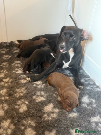 Mixed Breed dogs - Advert 12