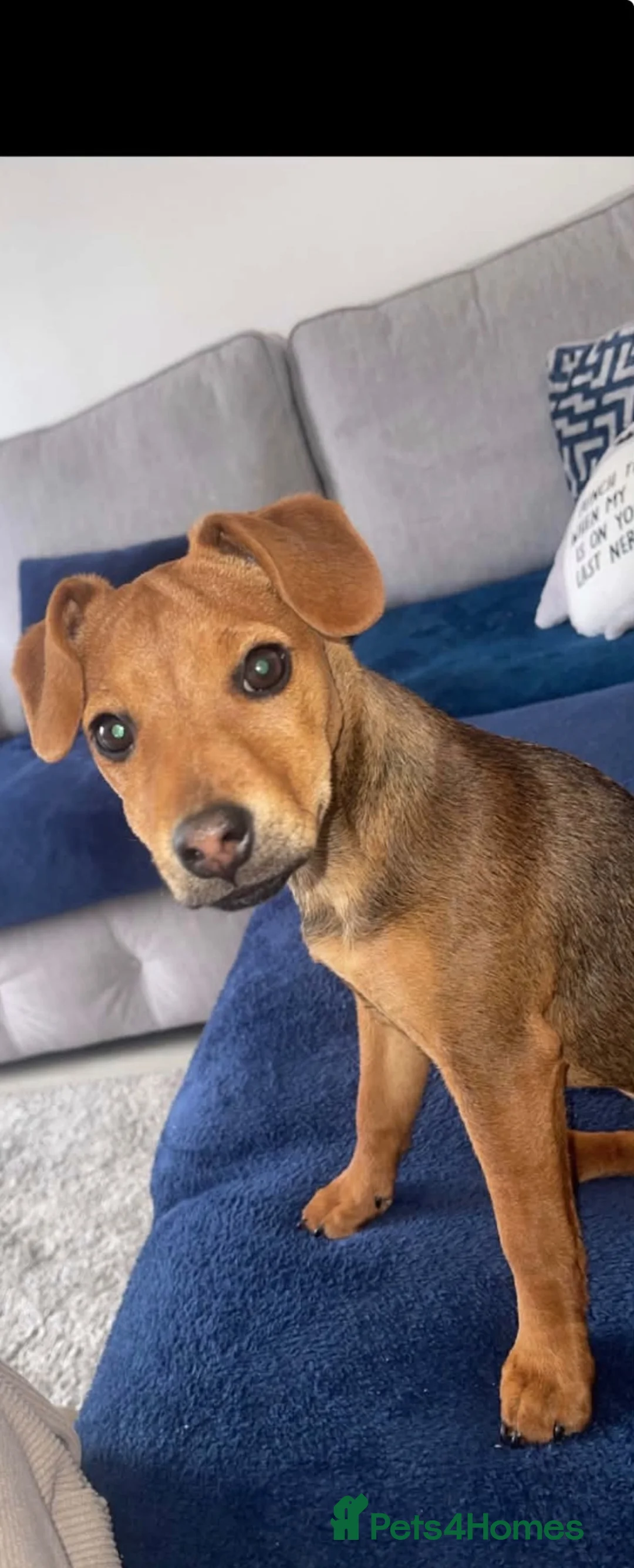 Patterdale Terrier dogs for sale: Patterdale Terrier  in Blyth - Advert 1