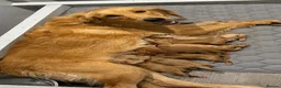 Goldendoodle dogs for sale: F1 Goldendoodle Puppies Reservations Now Open - Advert 3