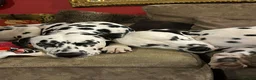 Dalmatian dogs for sale:  Harley, the enchanting half-Aussie is due soon. in Stafford - Advert 23
