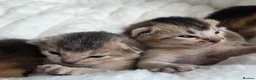 Abyssinian cats for sale: Abyssinian kittens TICA registered - Advert 5