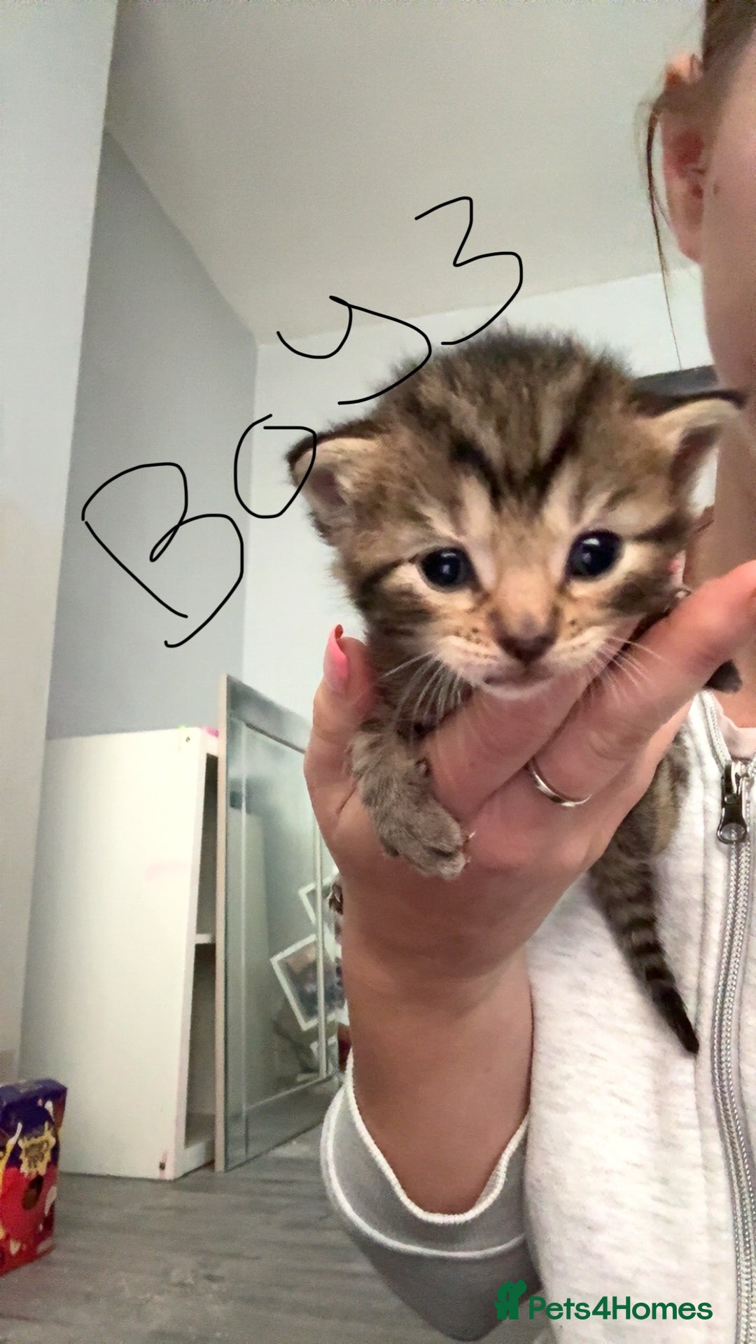 British Shorthair cats for sale: 3 boys 1 girl Tabbys - Image 5