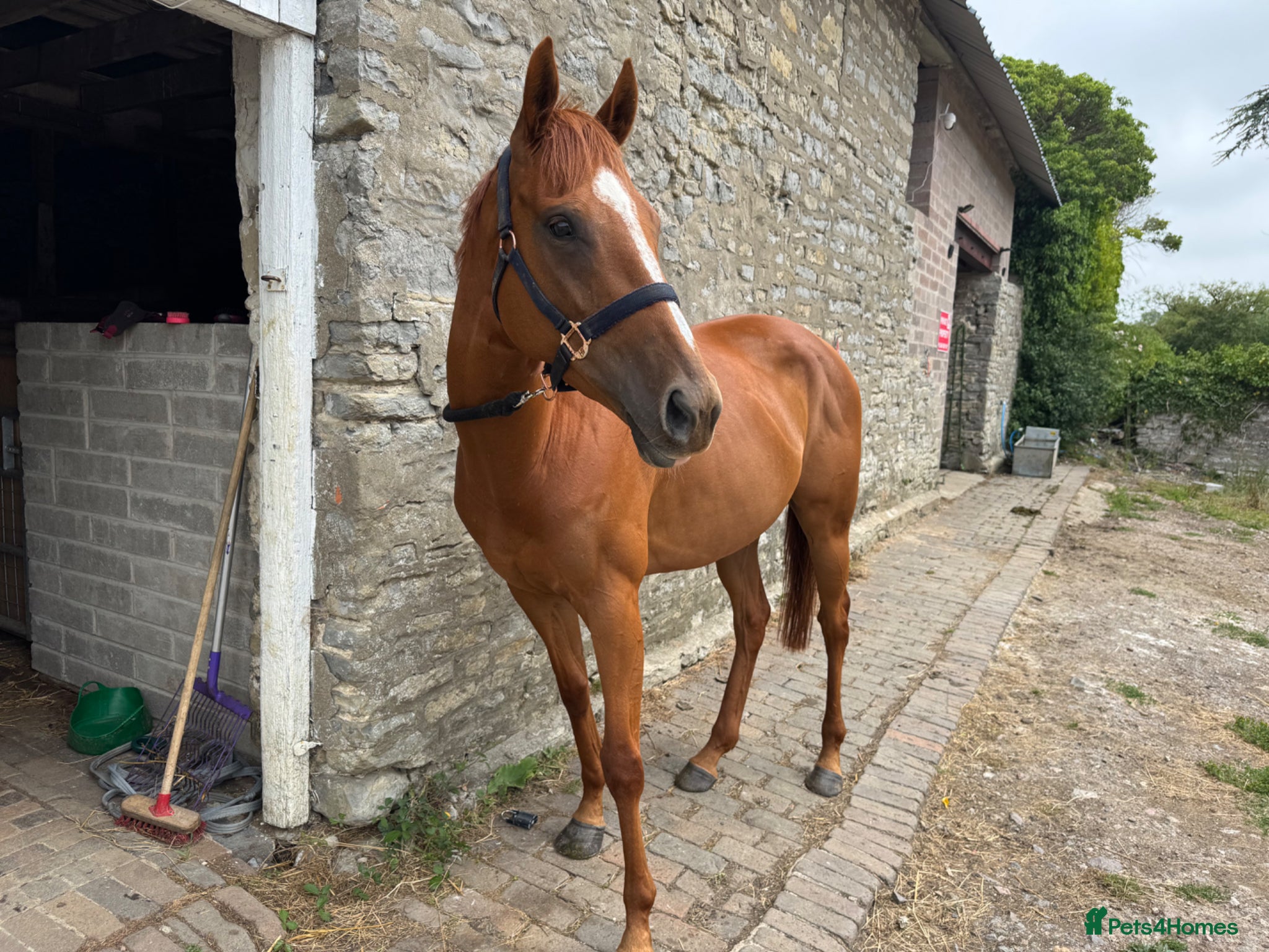 English Thoroughbred horses OTTB Chestnut Mare - Advert 1