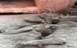 Russian Blue cats for sale: Russian blue kittens GCCF registered  - Image 3