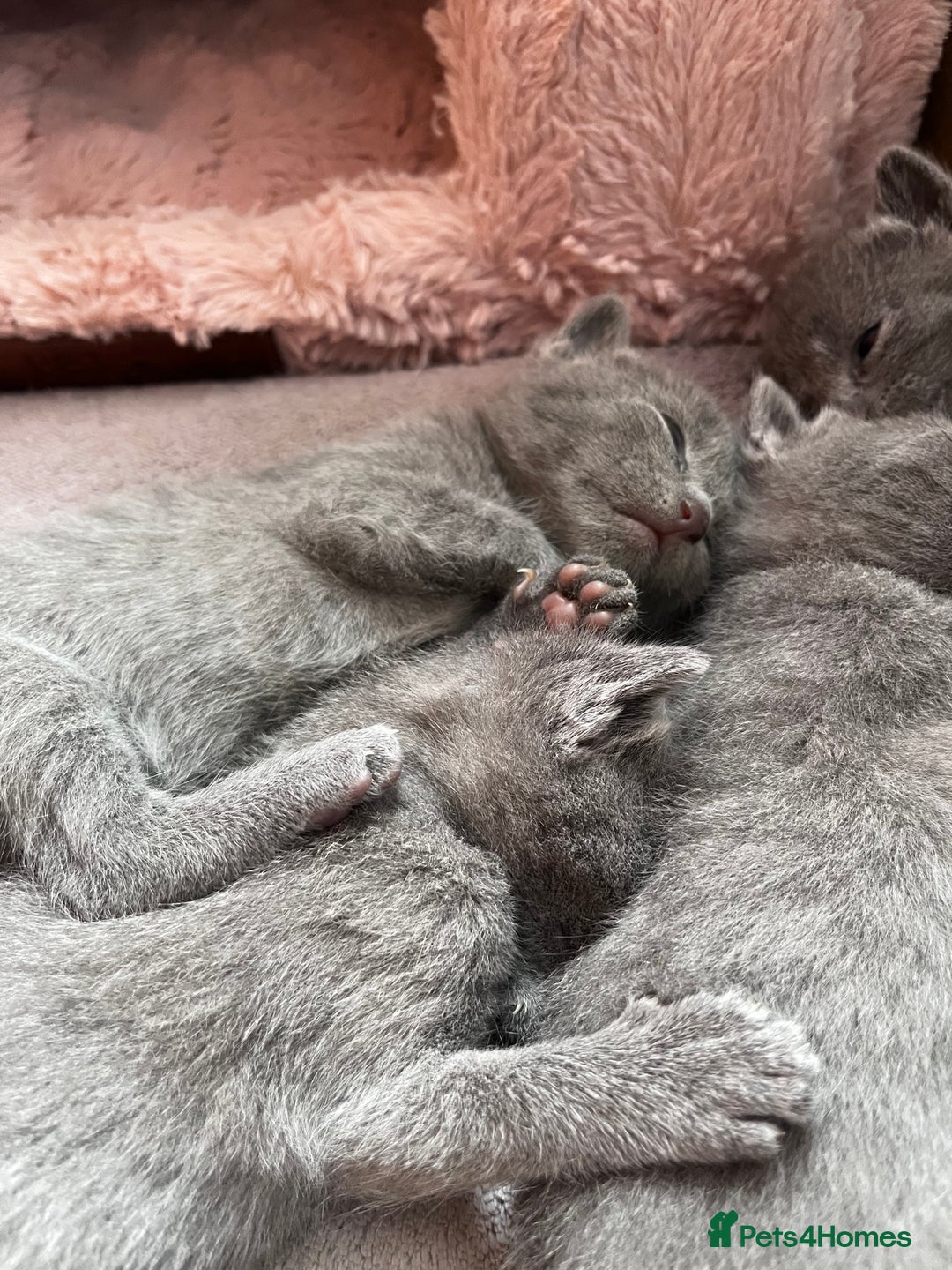 Russian Blue cats for sale: Russian blue kittens GCCF registered  - Image 3