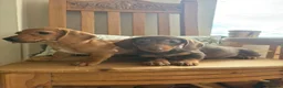 Dachshund dogs for sale: Dachshund  - Advert 4