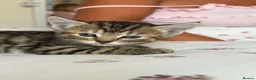 Mixed Breed cats for sale: Beautiful kittens  - Advert 2
