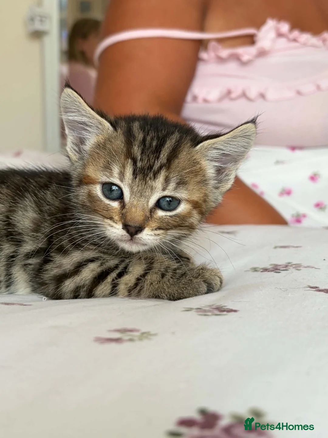 Mixed Breed cats for sale: Beautiful kittens  - Advert 2